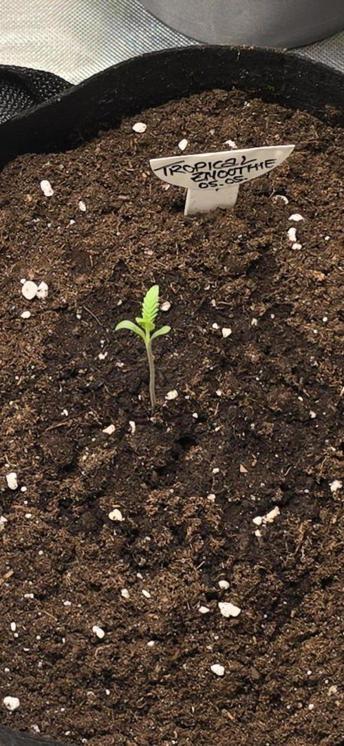 Tropical Zmoothie Auto Seedstockers. Week 1