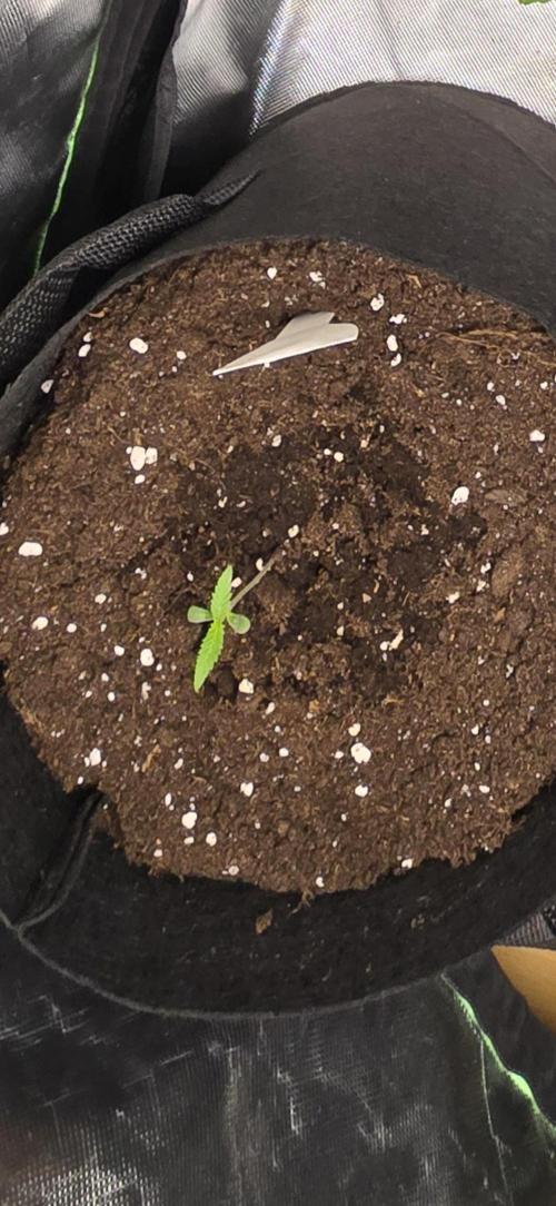 Tropical Zmoothie Auto Seedstockers. Week 1