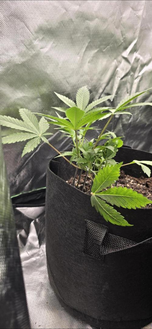 Tropical Zmoothie Auto Seedstockers. Week 4