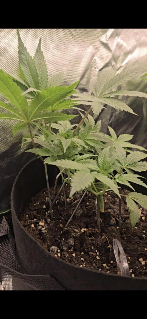 Tropical Zmoothie Auto Seedstockers. Week 4