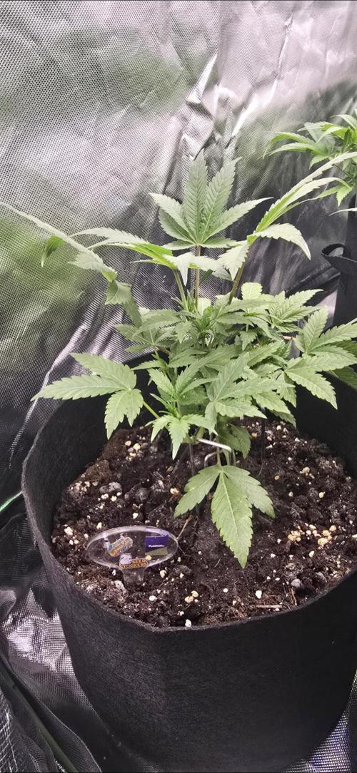Tropical Zmoothie Auto Seedstockers. Week 4