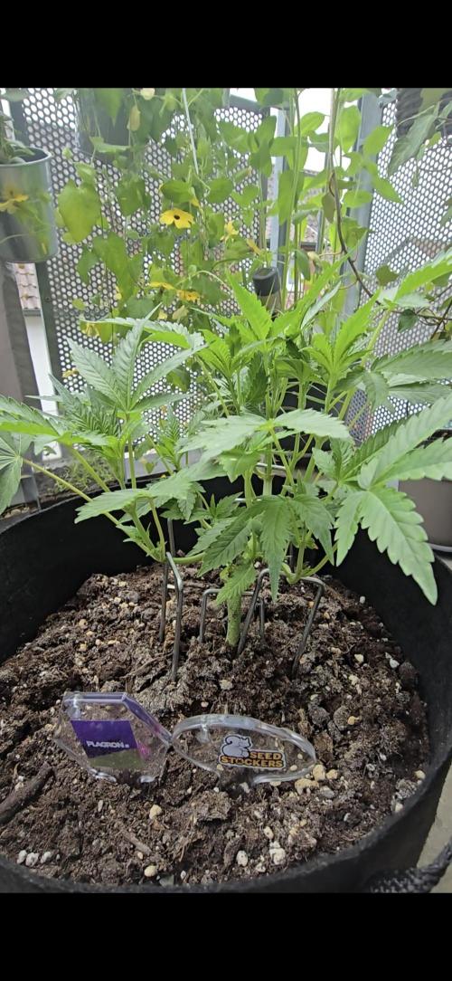 Tropical Zmoothie Auto Seedstockers. Week 5
