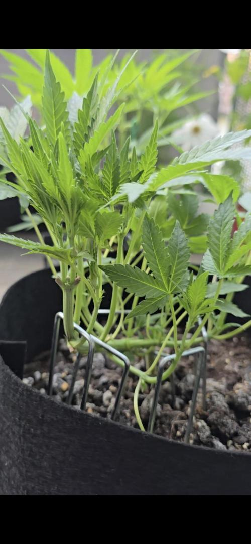 Tropical Zmoothie Auto Seedstockers. Week 5