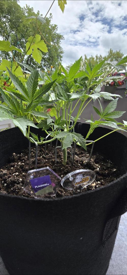 Tropical Zmoothie Auto Seedstockers. Week 5