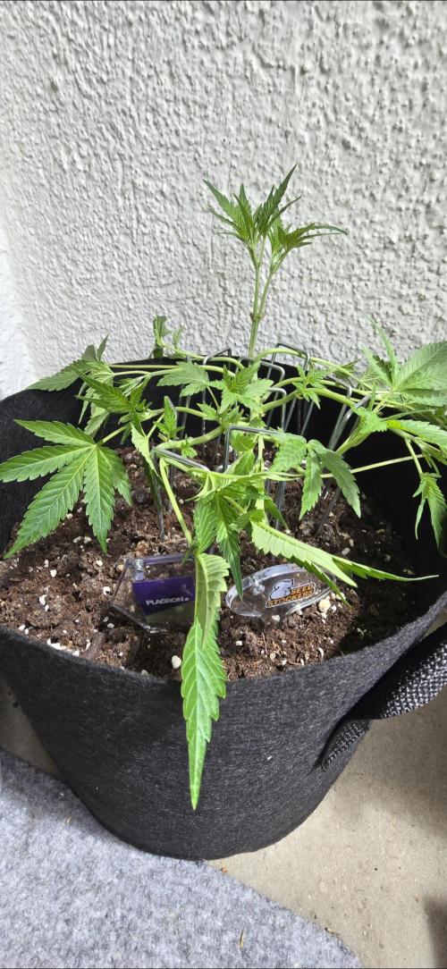 Tropical Zmoothie Auto. Week 5