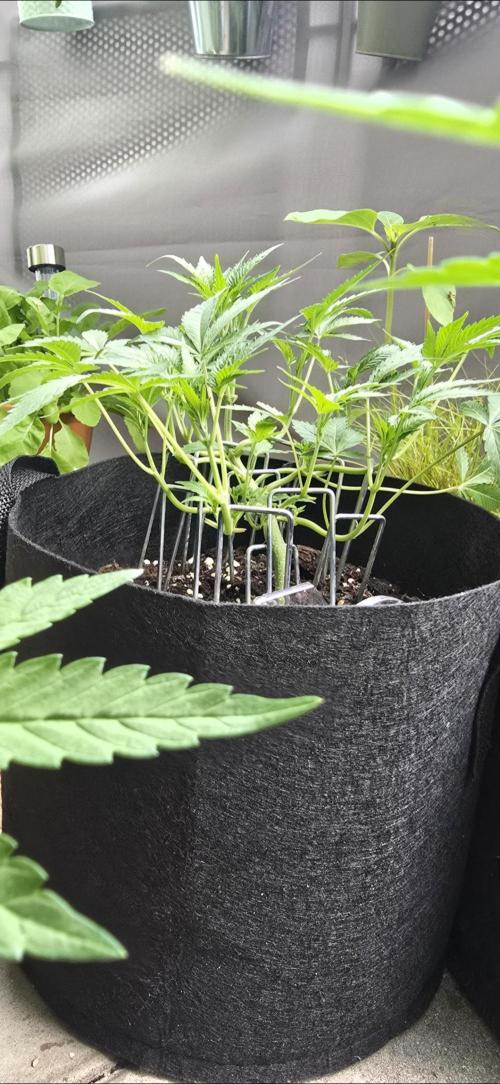 Tropical Zmoothie Auto Seedstockers. Week 6