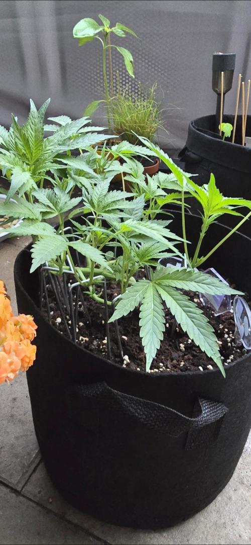 Tropical Zmoothie Auto Seedstockers. Week 6