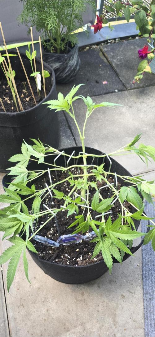 Tropical Zmoothie Auto Seedstockers. Week 6