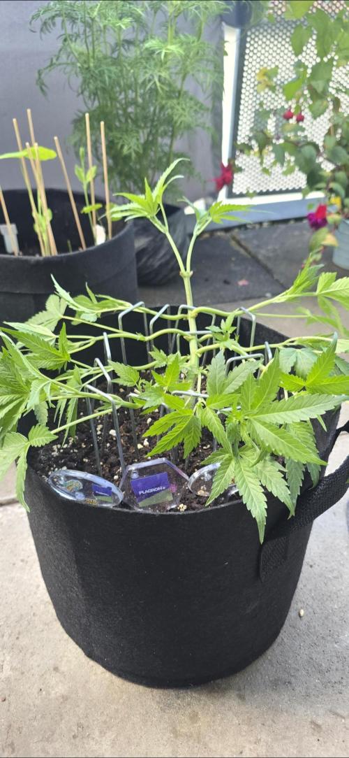 Tropical Zmoothie Auto Seedstockers. Week 6