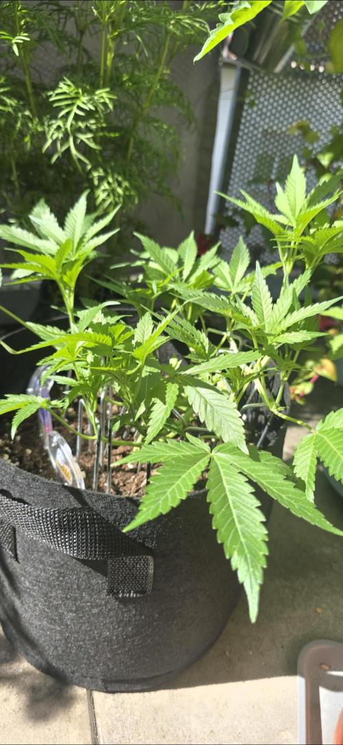 Tropical Zmoothie Auto Seedstockers. Week 7