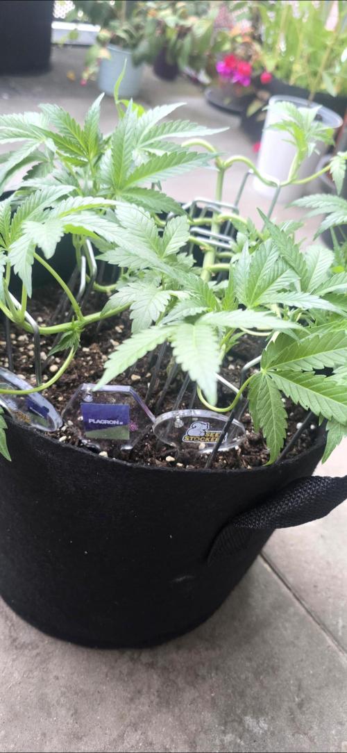 Tropical Zmoothie Auto Seedstockers. Week 7