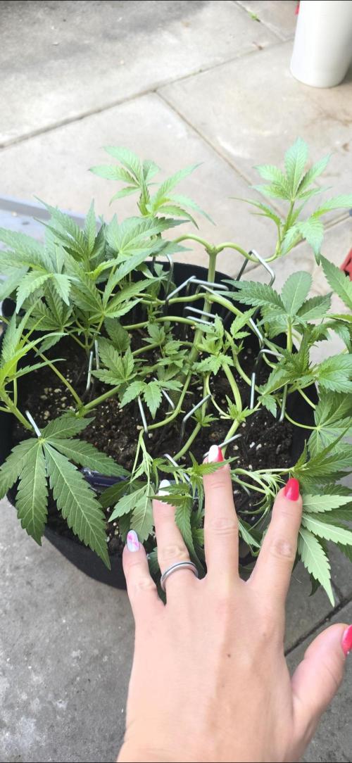 Tropical Zmoothie Auto Seedstockers. Week 7