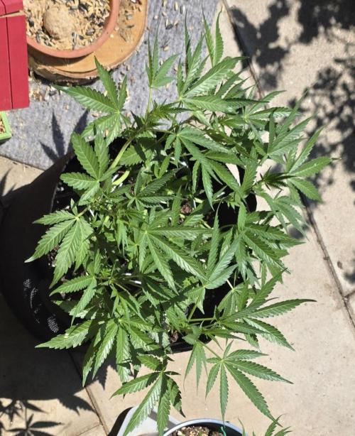 Tropical Zmoothie Auto Seedstockers. Week 7