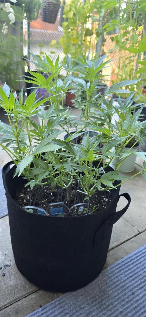 Tropical Zmoothie Auto Seedstockers. Week 8