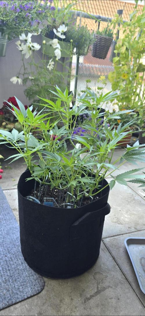 Tropical Zmoothie Auto Seedstockers. Week 8