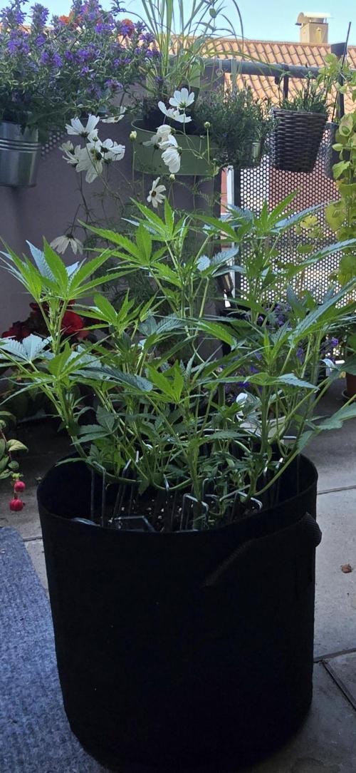 Tropical Zmoothie Auto Seedstockers. Week 8