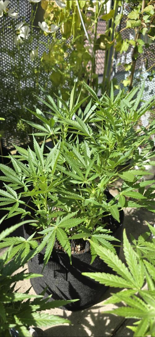 Tropical Zmoothie Auto Seedstockers. Week 8