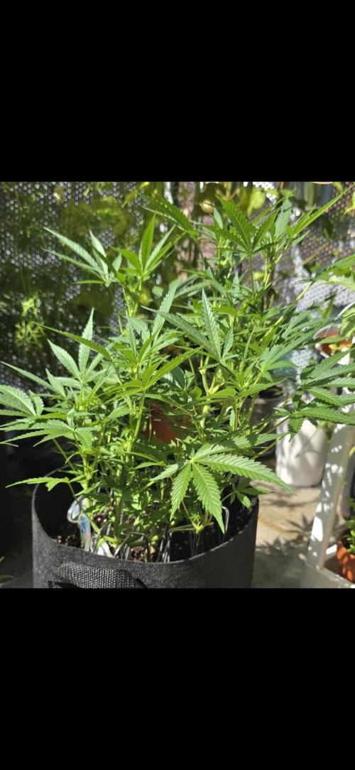 Tropical Zmoothie Auto Seedstockers. Week 8