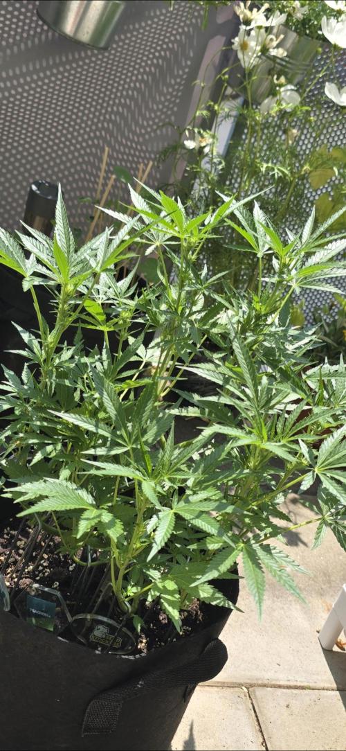 Tropical Zmoothie Auto Seedstockers. Week 8