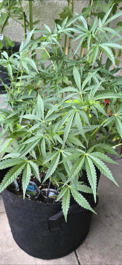 Tropical Zmoothie Auto Seedstockers. Week 8