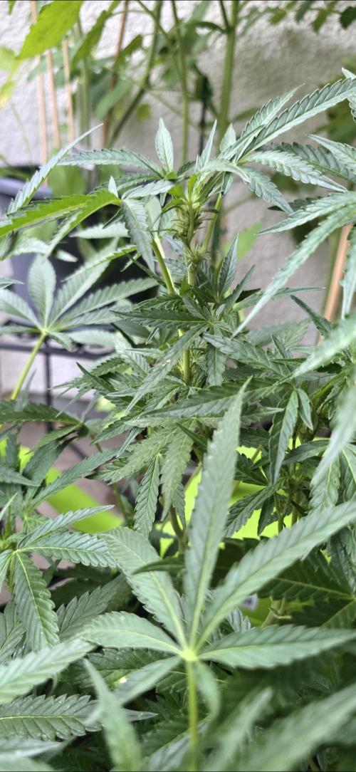 Tropical Zmoothie Auto Seedstockers. Week 8