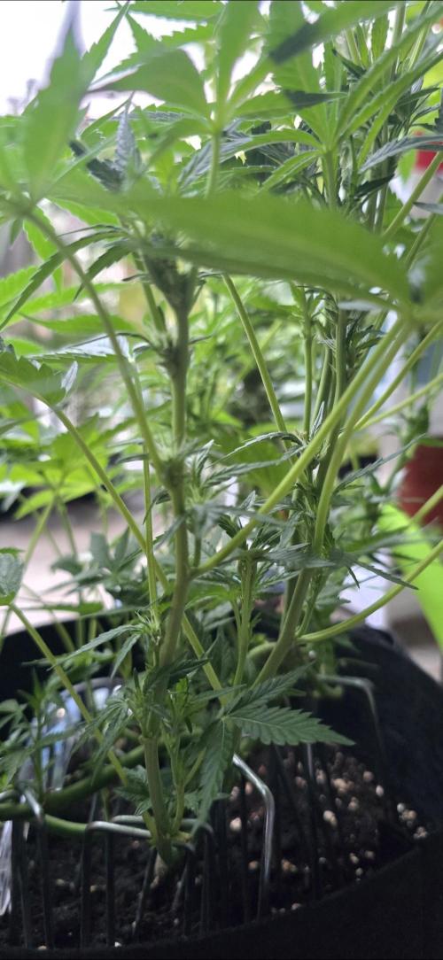 Tropical Zmoothie Auto. Week 8