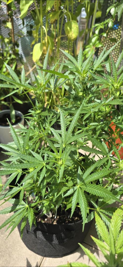 Tropical Zmoothie Auto Seedstockers. Week 9
