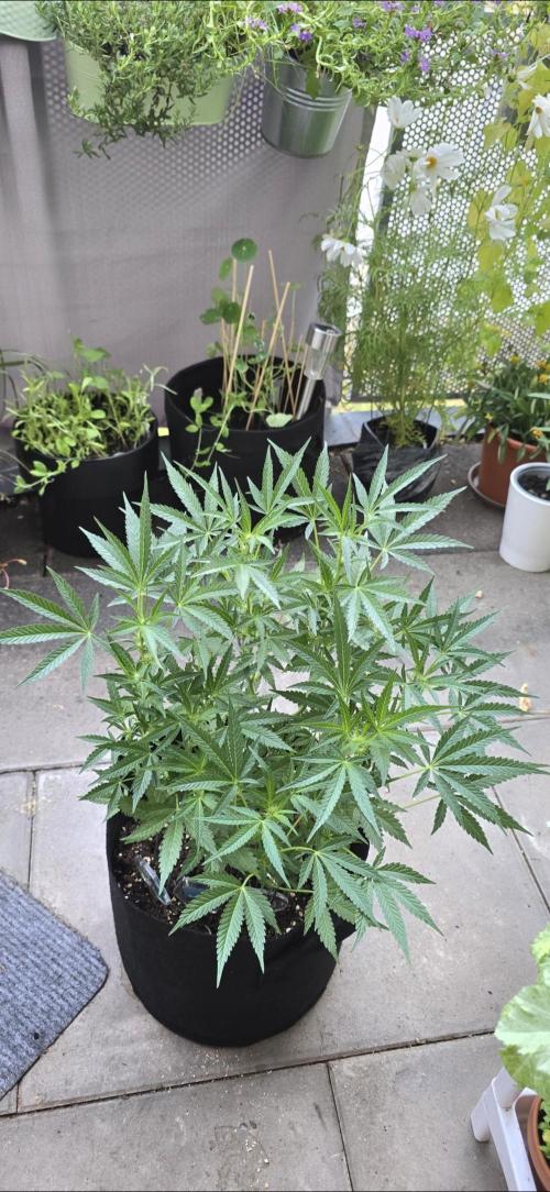 Tropical Zmoothie Auto Seedstockers. Week 9