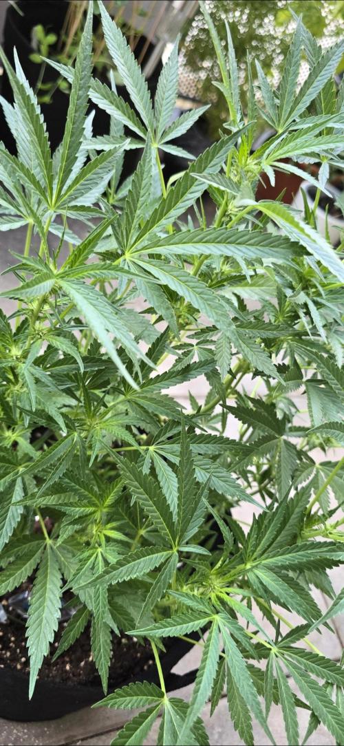 Tropical Zmoothie Auto Seedstockers. Week 9