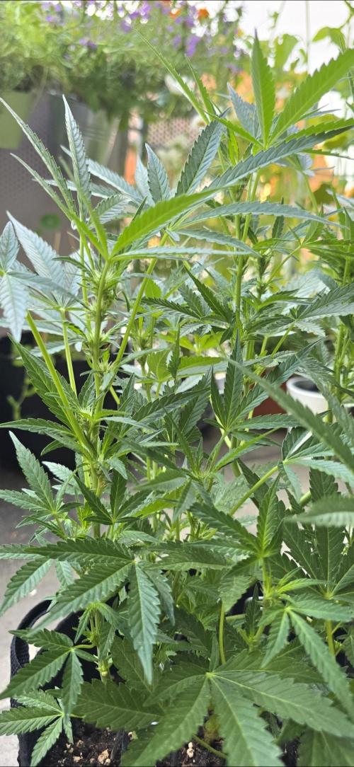 Tropical Zmoothie Auto Seedstockers. Week 9