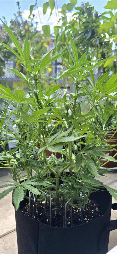Tropical Zmoothie Auto Seedstockers. Week 9