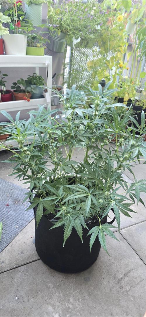 Tropical Zmoothie Auto. Week 9