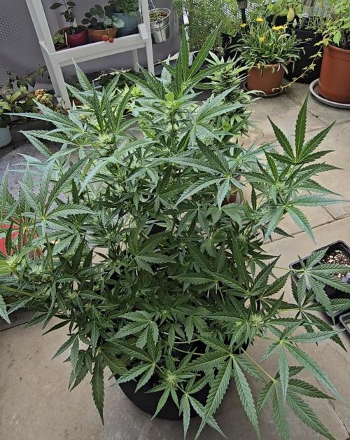 Tropical Zmoothie Auto Seedstockers. Week 10