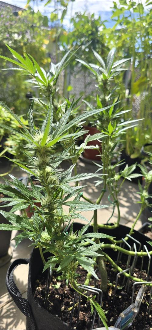 Tropical Zmoothie Auto Seedstockers. Week 10