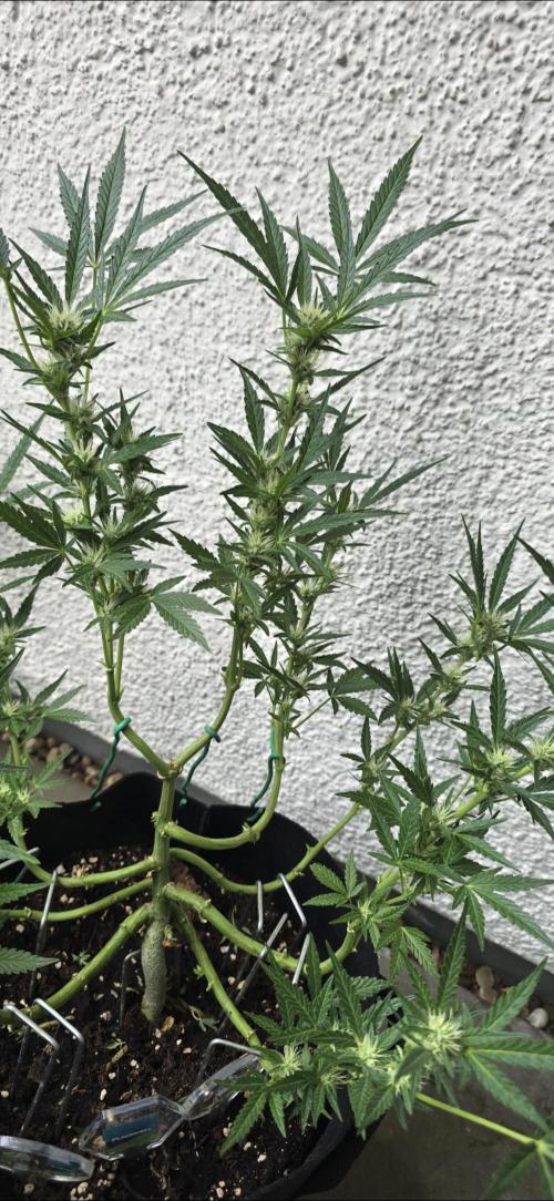 Tropical Zmoothie Auto Seedstockers. Week 10