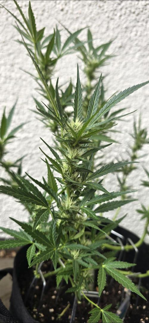 Tropical Zmoothie Auto Seedstockers. Week 10