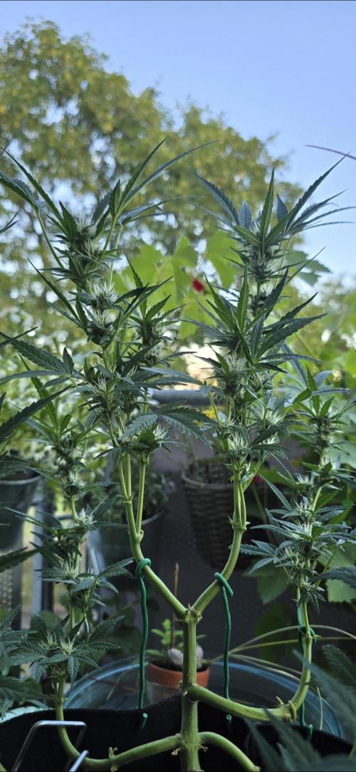 Tropical Zmoothie Auto Seedstockers. Week 10