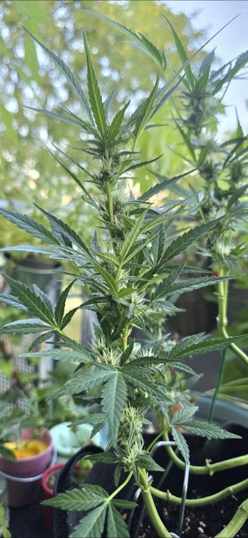 Tropical Zmoothie Auto Seedstockers. Week 10