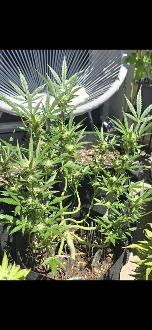 Tropical Zmoothie Auto Seedstockers. Week 10