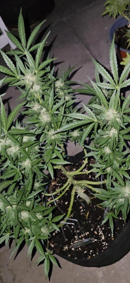 Tropical Zmoothie Auto Seedstockers. Week 10