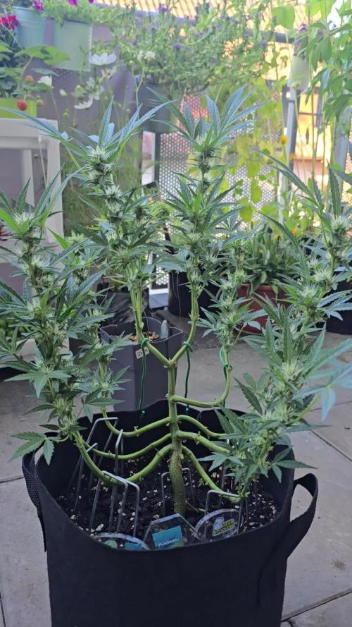 Tropical Zmoothie Auto. Week 10