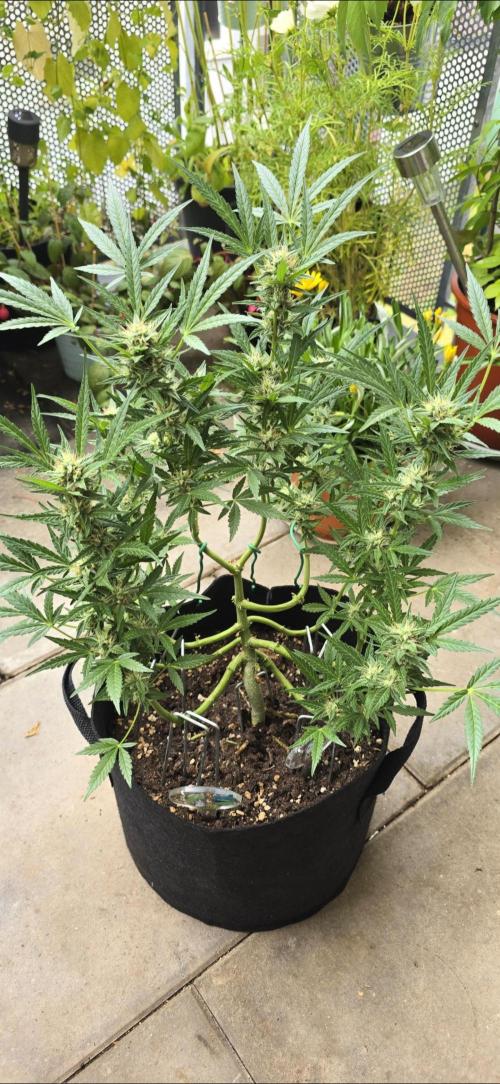 Tropical Zmoothie Auto Seedstockers. Week 11