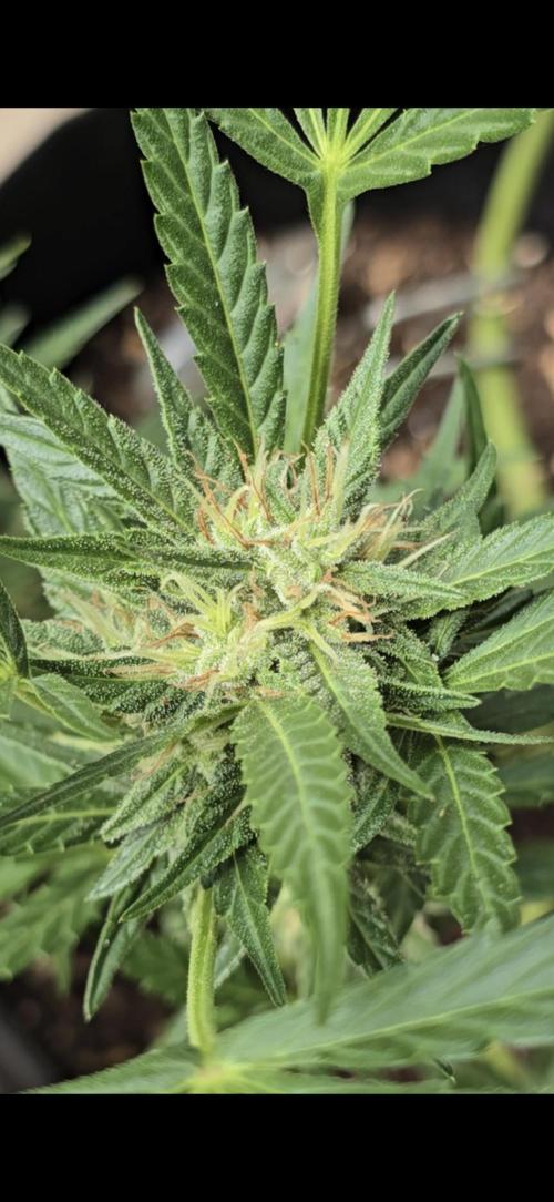 Tropical Zmoothie Auto Seedstockers. Week 11