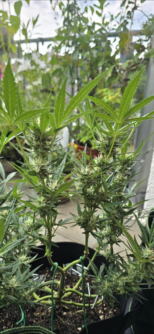 Tropical Zmoothie Auto Seedstockers. Week 11