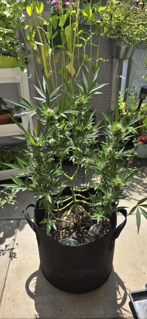 Tropical Zmoothie Auto Seedstockers. Week 11