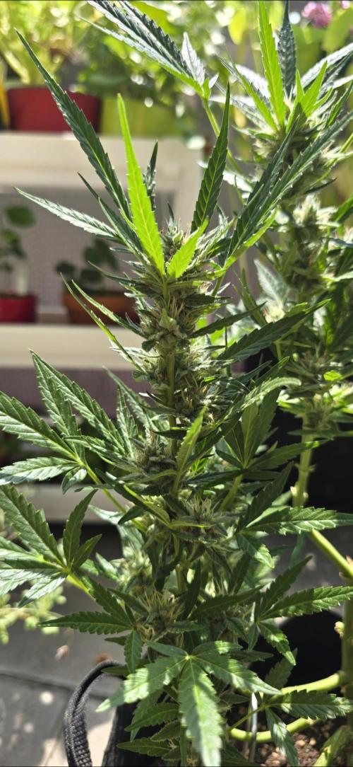 Tropical Zmoothie Auto Seedstockers. Week 11