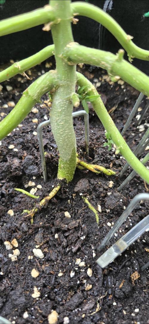 Tropical Zmoothie Auto Seedstockers. Week 11