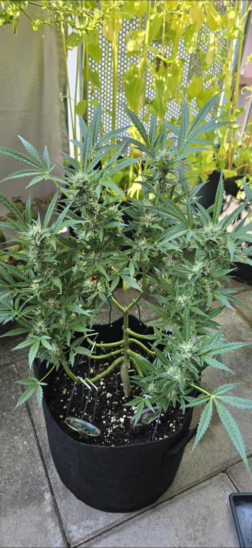 Tropical Zmoothie Auto Seedstockers. Week 11