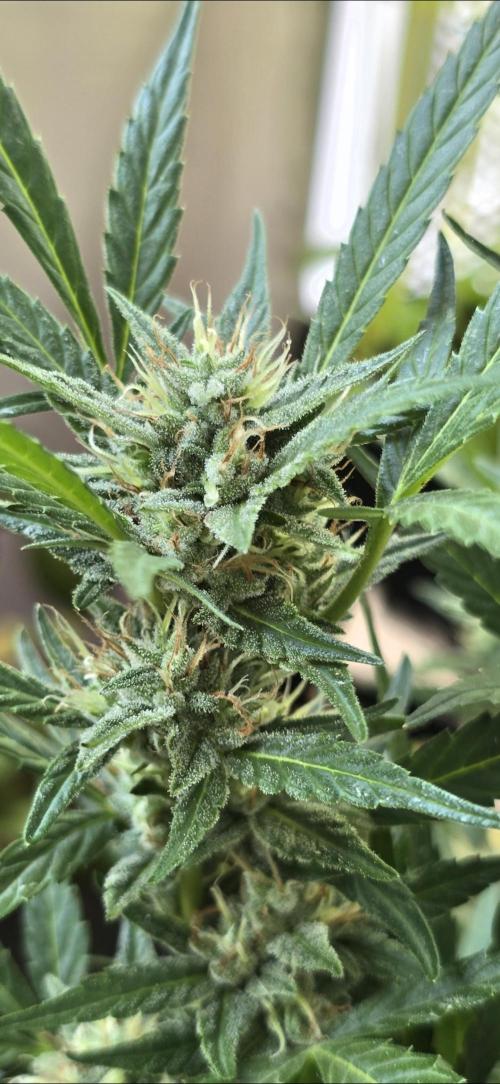 Tropical Zmoothie Auto Seedstockers. Week 11
