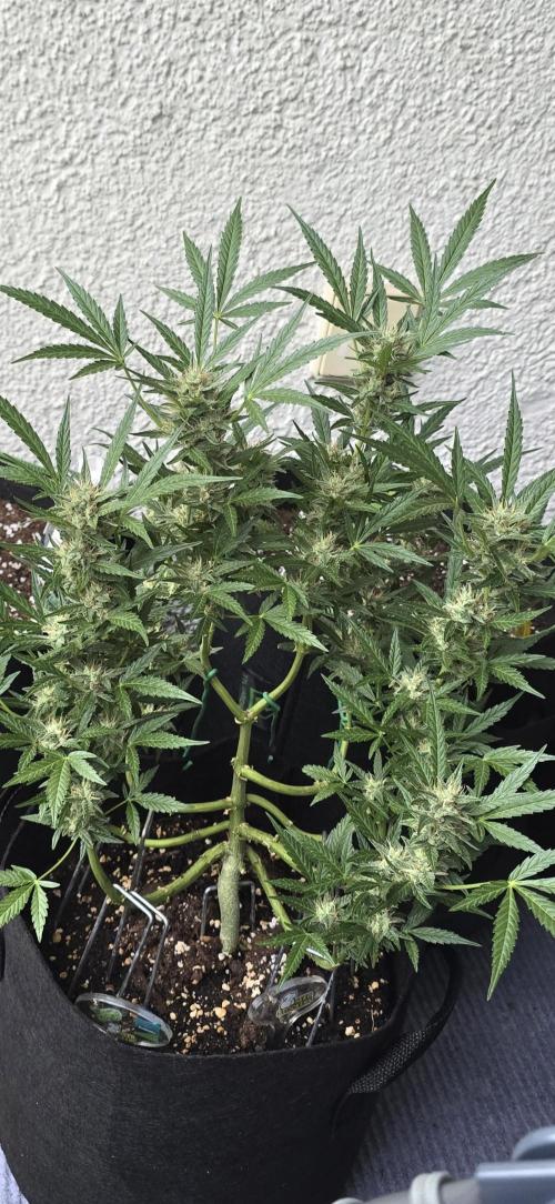 Tropical Zmoothie Auto Seedstockers. Week 11